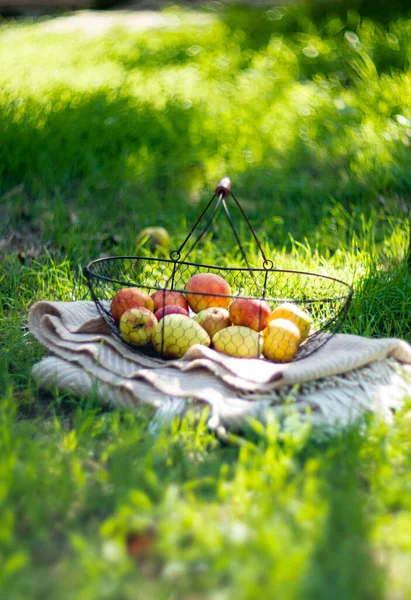 Pommes d'automne bio fraîches dans le panier en métal et plaid chaud confortable sur l'herbe dans le jardin — Photo