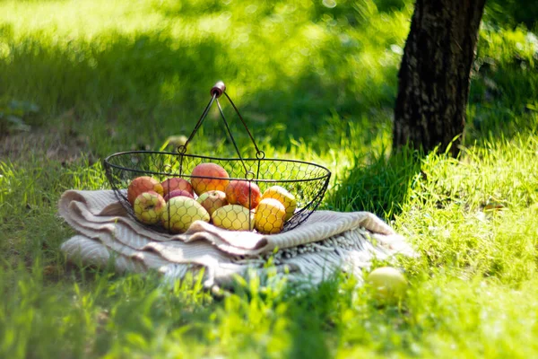 金属製のバスケットに新鮮な有機秋のリンゴと庭の草の上に置かれた居心地の良い暖かい — ストック写真