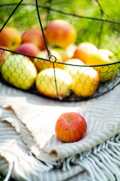 Mele autunnali biologiche fresche nel cesto di metallo e accogliente plaid caldo sull'erba in giardino — Foto Stock