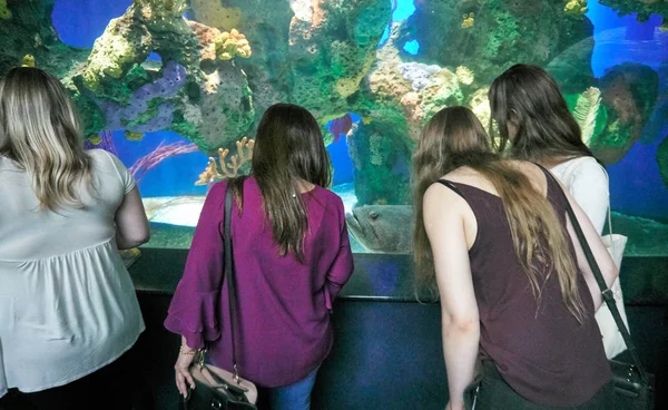 トロント カナダ 2018 を見て トロント水族館で写真を撮るします リプリーズ水族館のカナダはトロント オンタリオ州 カナダの公共水族館です — ストック写真