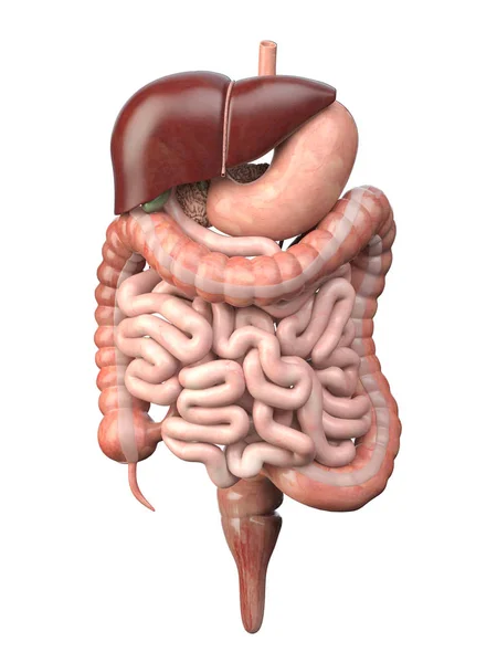 Sistema digestivo umano isolato su sfondo bianco. Anatomia, i — Foto Stock