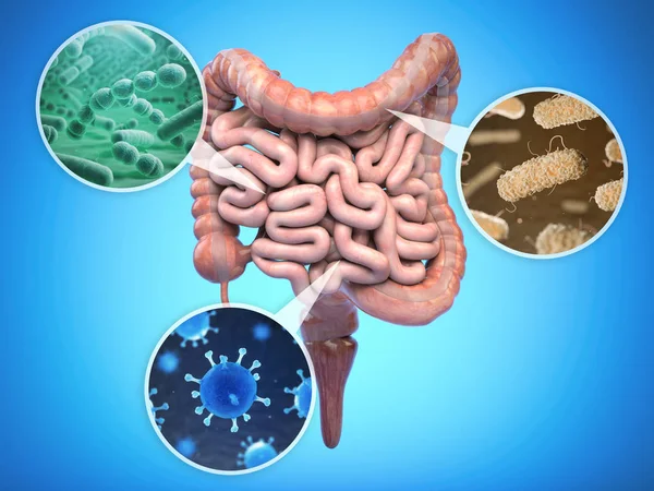 Bacterias del intestino humano, flora intestinal salud intestinal concep —  Fotos de Stock