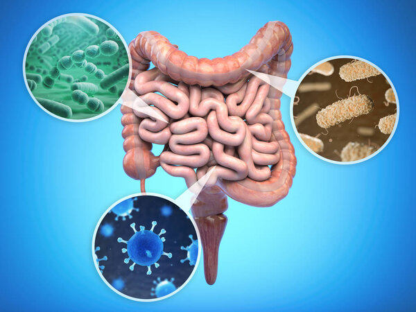 Bacteries of human intestine, Intestinal flora gut health concep