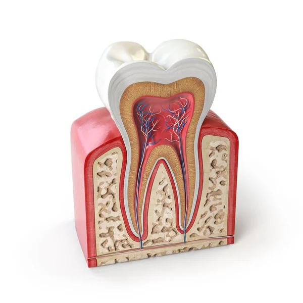 Anatomía dental. Sección transversal del diente humano aislado en w —  Fotos de Stock