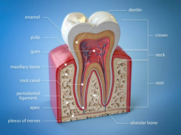 Anatomie zubního zubu. Průřez lidského zubu s infogrem — Stock fotografie
