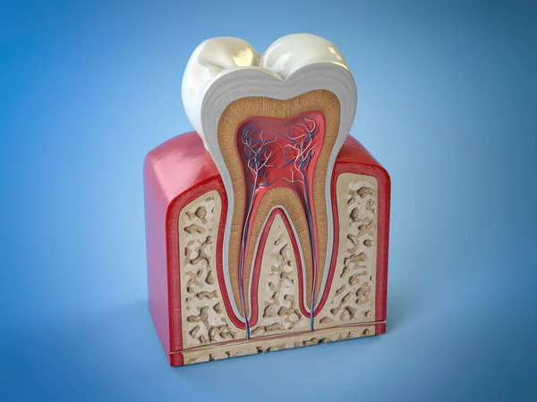 Struttura dentale dei denti. Sezione trasversale del dente umano su bac blu — Foto Stock