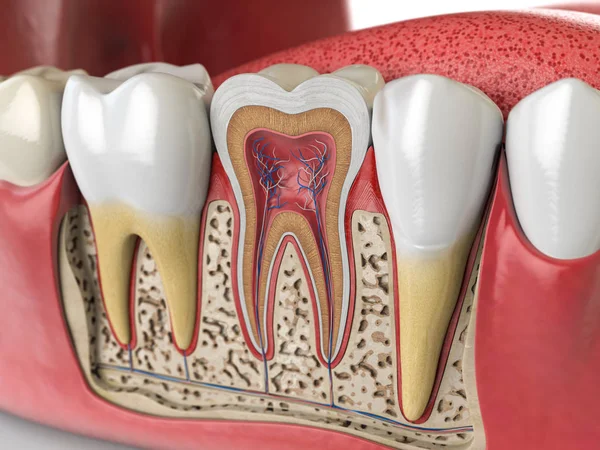 İnsan diş anatomisi. İnsan dişinin kesiti. — Stok fotoğraf