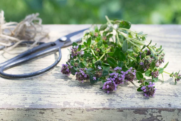 Nyskördade Timjan Planka — Stockfoto