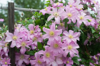 Clematis Coumtesse de Bouchaud bahçede