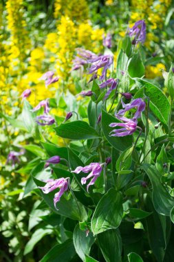 Pembe akasma integrifolia Bahçe
