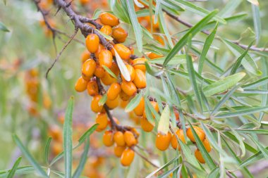 Denizin dikenli dalları