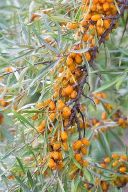 Denizin dikenli dalları