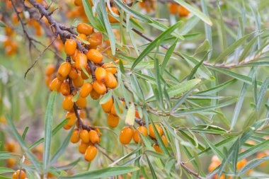 Denizin dikenli dalları