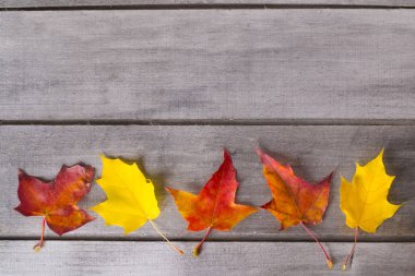 Ahşap arka planda sonbahar yaprakları