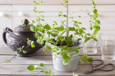 Yaprakları, üvez meyveleri, koni ile sonbahar arka plan