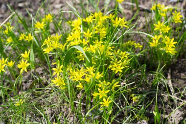 Sarı Star-of-Bethlehem (Gagea lutea)