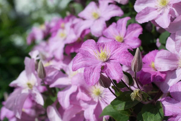 Clematis Comtesse Bouchaud Ogrodzie — Zdjęcie stockowe