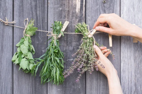 Herbs hang and dry. Hands with pin