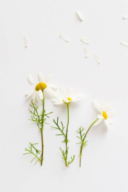 Beyaz arkaplanda papatyalar