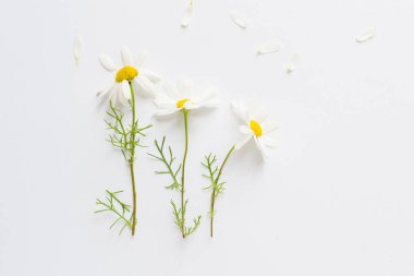 Beyaz arkaplanda papatyalar