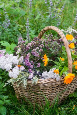 Çim üzerinde şifalı otlar Sepeti