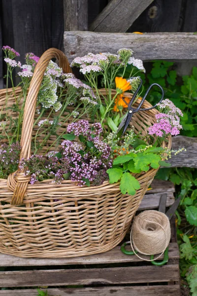 Cesto Erbe Medicinali Forbici — Foto Stock