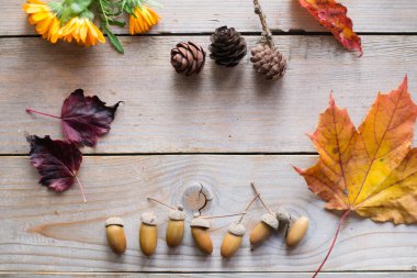Kuru yapraklar, koniler, meşe palamudu ile Sonbahar arka plan