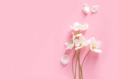 Pembe arka planda beyaz şakayıklar