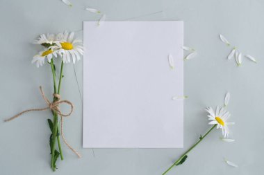 Kağıt maketi, gri yeşil arka planda papatyalar