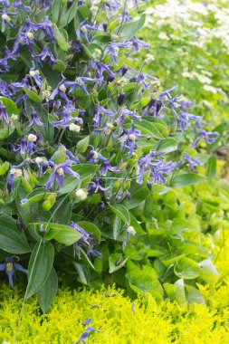 Bahçede klematis integrifolisi çalılığı