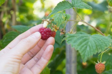 Bahçede el ele tutuşun ahududu