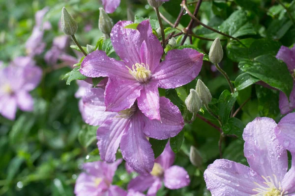 Clematis Hraběnka Bouchard Zahradě — Stock fotografie