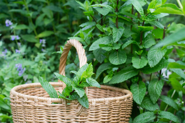 Sprig of mint in basket.