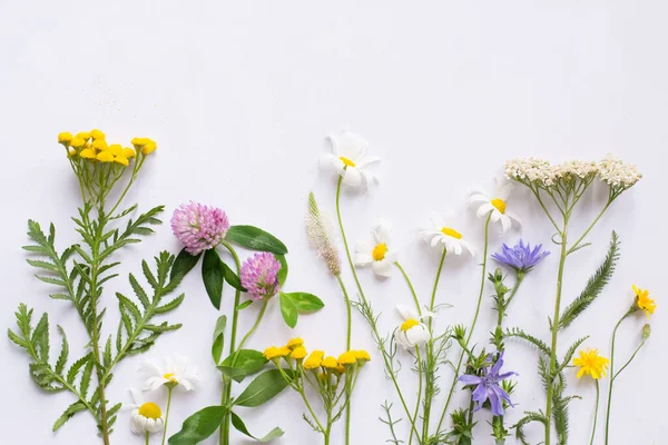 Bordüre Mit Wildblumen Und Kräutern Auf Weißem Hintergrund — Stockfoto