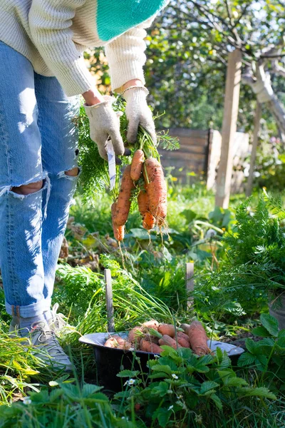 Женщина Собирает Морковь Саду — стоковое фото