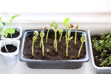 Pencere pervazında fasulye filizleri