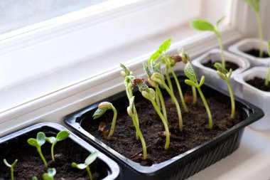 Pencere pervazında fasulye filizleri