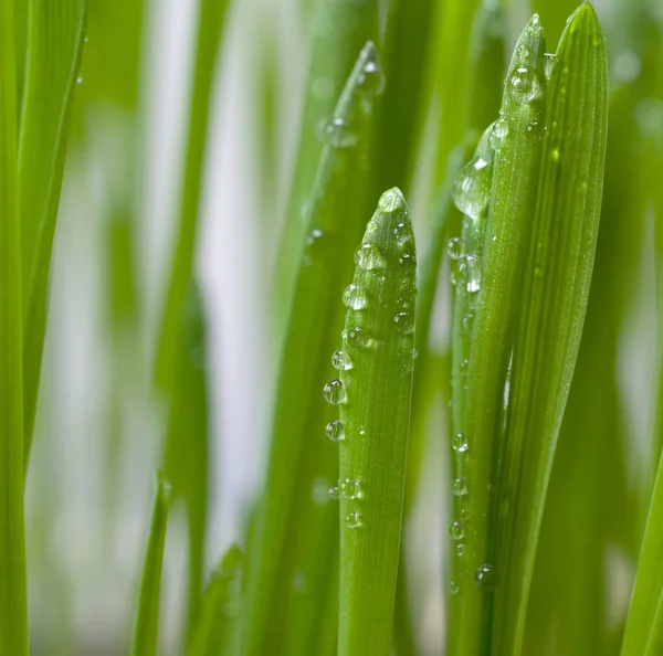 Grama Verde Fresca Com Gotas Água — Fotografia de Stock