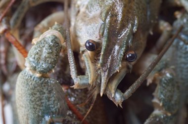 Taze yeşil kerevit yakın çekim