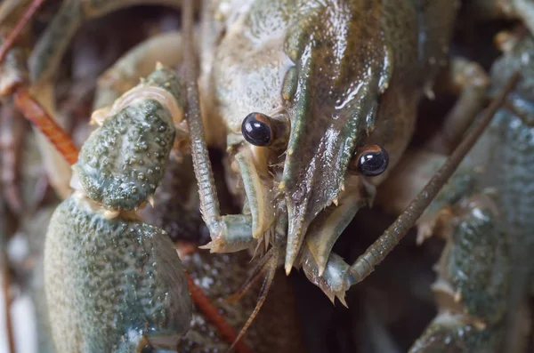 Taze yeşil kerevit yakın çekim