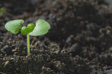 topraktan yol yapım genç filiz