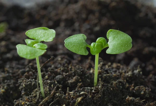 Young Sprout Making Way Soil — Stock Photo, Image