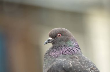 bir güvercin portre fotoğrafı