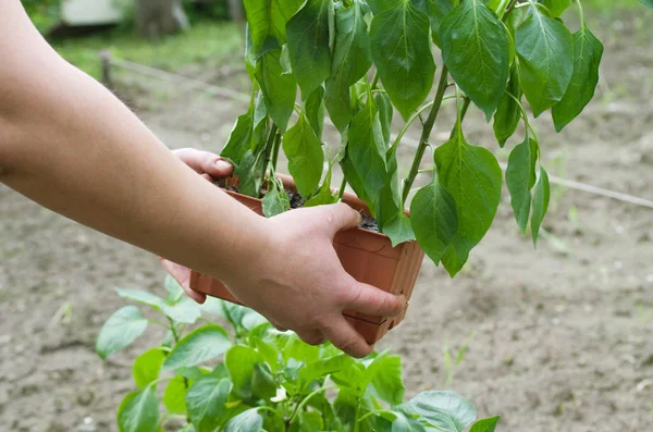 Kert Paprika Faültetési — Stock Fotó