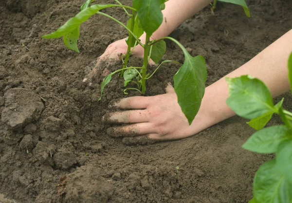 Planting Seedlings Pepper Garden — Stock Photo, Image