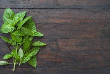 koyu ahşap zemin üzerine Yeşil fesleğen