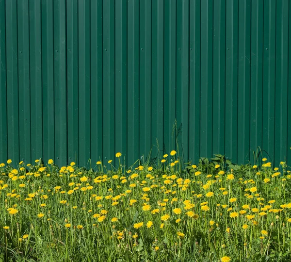 Spring grass and flowers on a fence