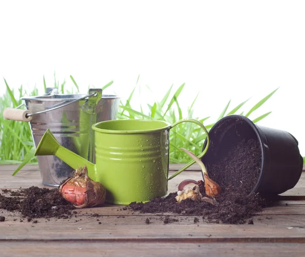 Vårens Lökar Vit Bakgrund — Stockfoto