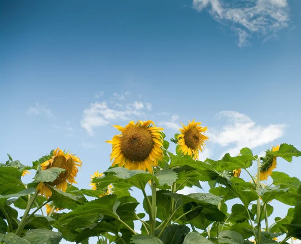 Campo Girasoles Composición Naturaleza — Foto de Stock