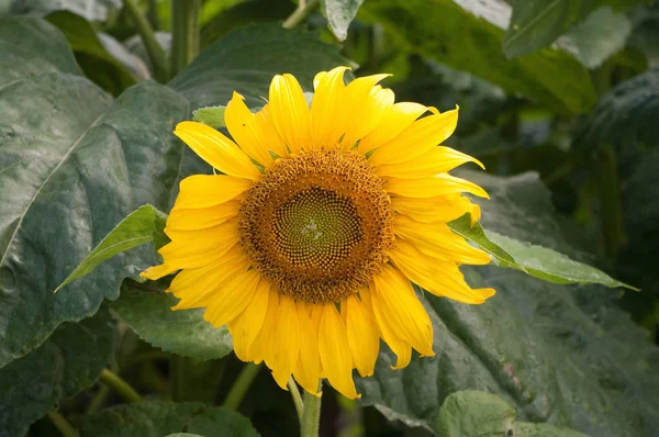 Campo Girasoles Composición Naturaleza — Foto de Stock